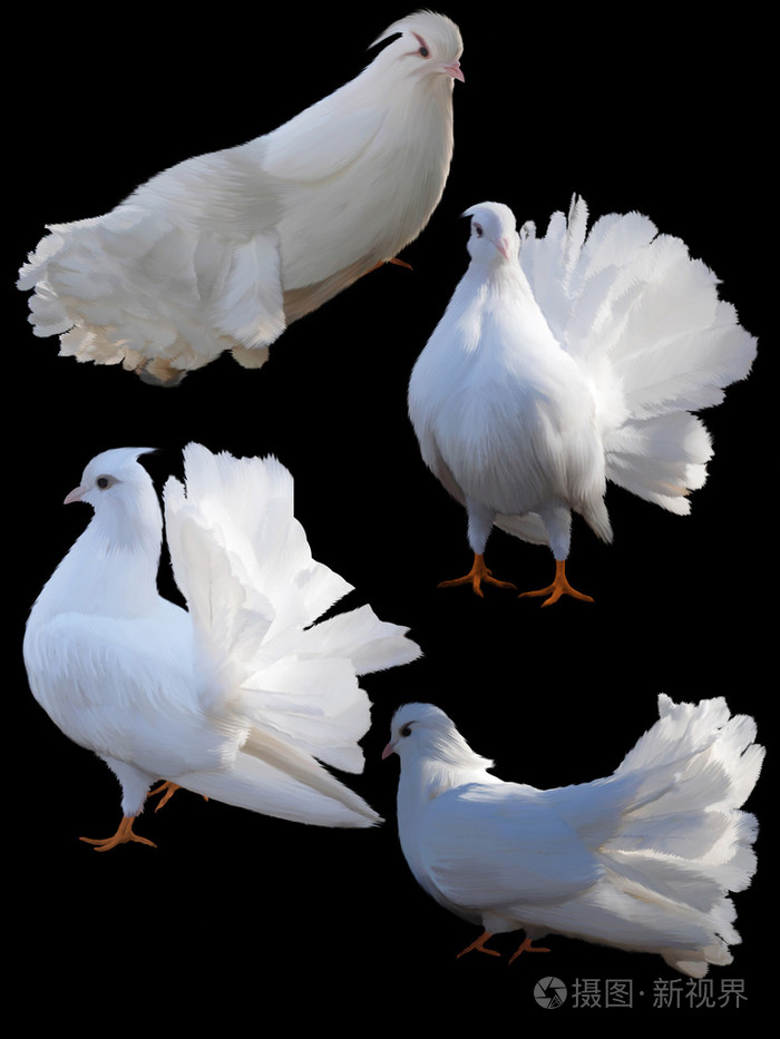 四个鸽子的一套
