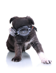 可爱的小狗与游泳护目镜白色上孤立