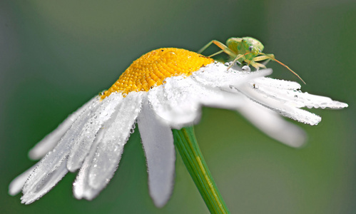 蝗虫湿雏菊