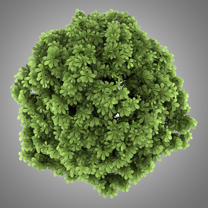 七叶树小花图片