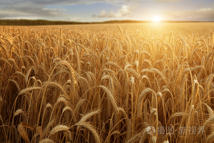 太阳照麦子唯美图片图片