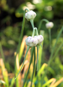 桃花大蒜