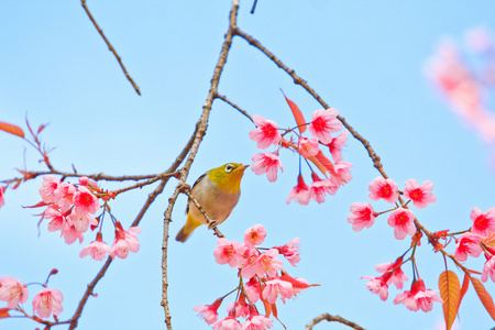 樱花与樱花绿绣眼鸟