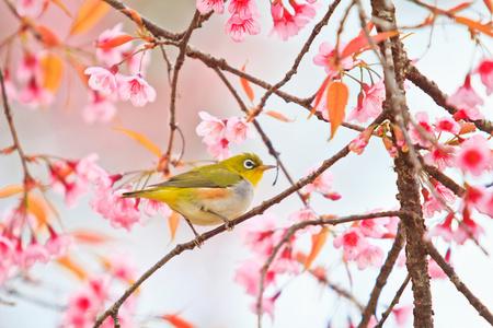 樱花与樱花绿绣眼鸟