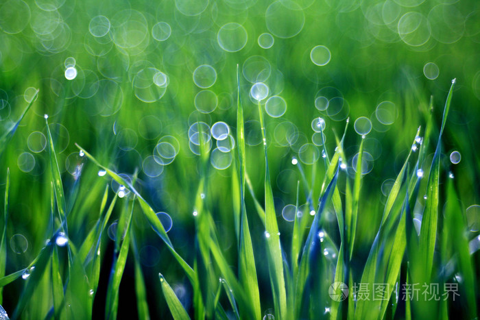 草, 露水, 拖放, 新鲜度,自然背景是绿色的