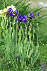 花园里的蓝色鸢尾花
