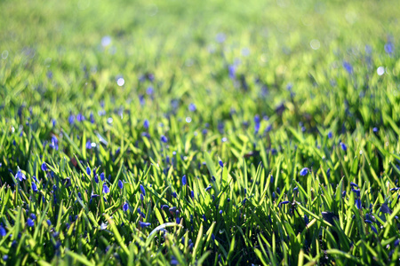 绿色夏天草地上的蓝色花