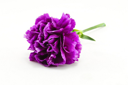在白色孤立的紫色康乃馨