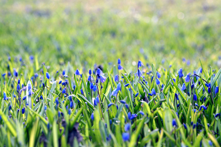 绿色夏天草地上的蓝色花