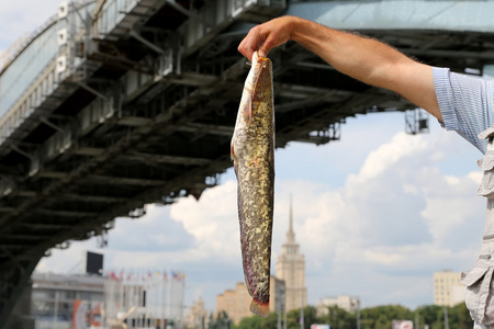 渔夫与大鱼上堤岸的帮助河，莫斯科，俄罗斯