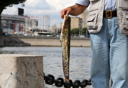 渔夫与大鱼上堤岸的帮助河，莫斯科，俄罗斯
