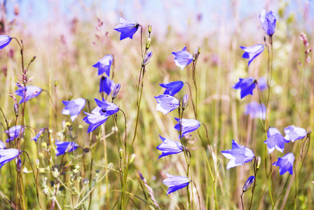 领域的春季 harebell