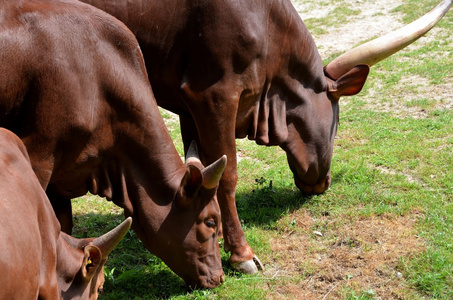 安科莱watusi 安科莱 longhorn 的