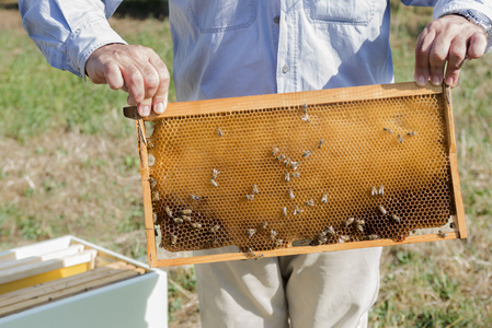 养蜂人具有蜂窝状的控制