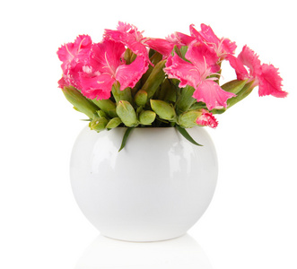 康乃馨的花瓶，孤立在白色的花束
