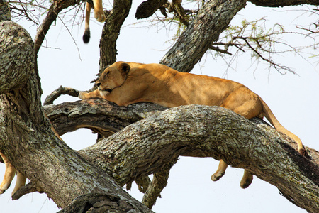 一棵树上的母狮
