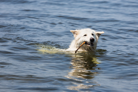 检索一个分支从水里的白色瑞士牧羊犬