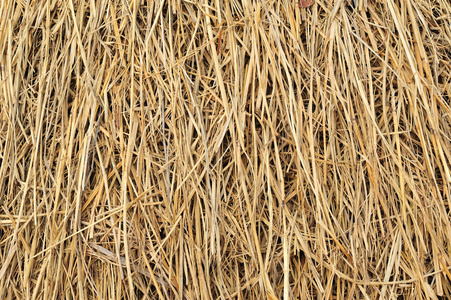 里克的稻草图片-里克的稻草素材-里克的稻草插画-摄图新视界