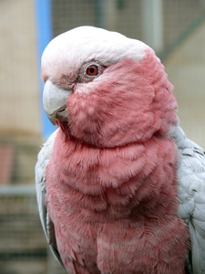 粉红色 galah