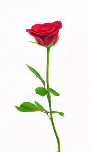 孤立在白色背景上的单个红色玫瑰花卉