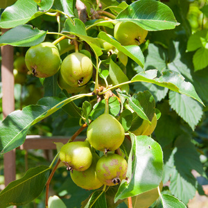 新鲜作物的生长在梨树上的梨