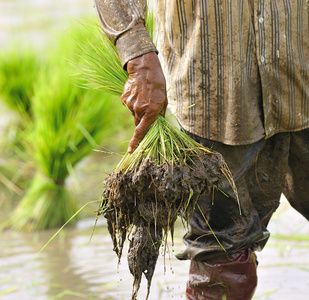 泰国农民种植水稻水稻耕地