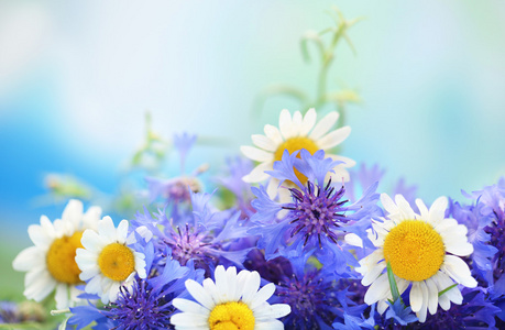 束美丽的菊和 chamomiles 在蓝色背景