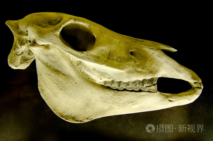 配置文件的上一个黑色的背景equus国内马的头骨