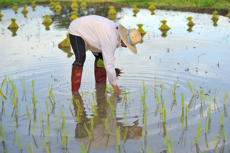 泰国农民种植水稻水稻耕地