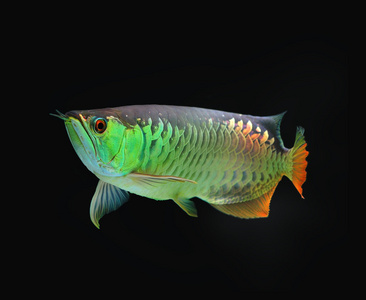 黑色背景上的亚洲龙鱼鱼照片