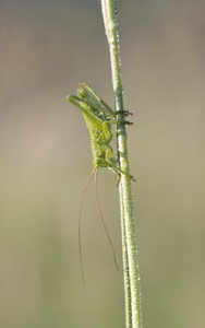 关于植物秸秆湿草地蝗虫