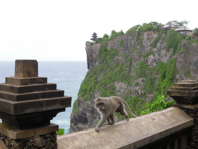 猴子在印度尼西亚巴厘岛乌鲁瓦图寺
