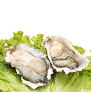 在白色背景上的新鲜打开的牡蛎