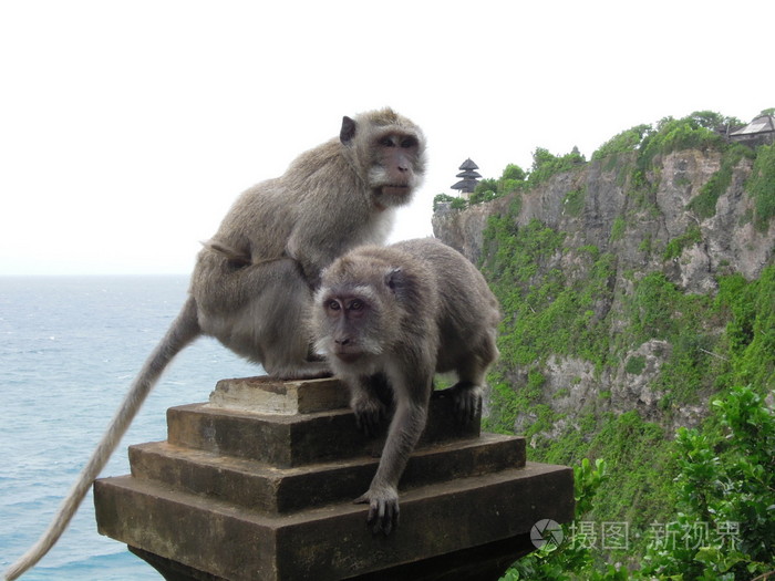 猴子在印度尼西亚巴厘岛乌鲁瓦图寺