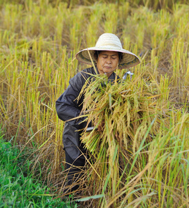 在外地的农民，这是收获的季节