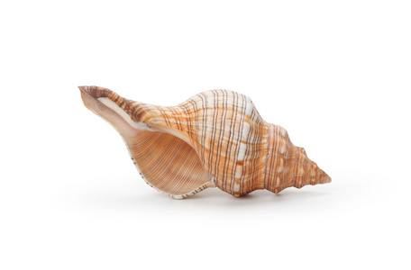 海贝壳，在白色背景上孤立