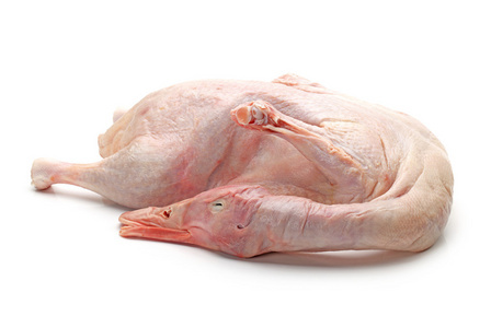 在白色背景上孤立的生鸭照片