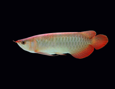 黑色背景上的亚洲龙鱼鱼照片