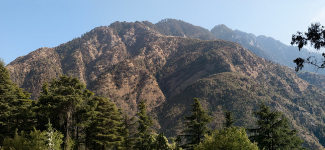 创辉 小山 山 喜马偕尔 树 印度 附近的