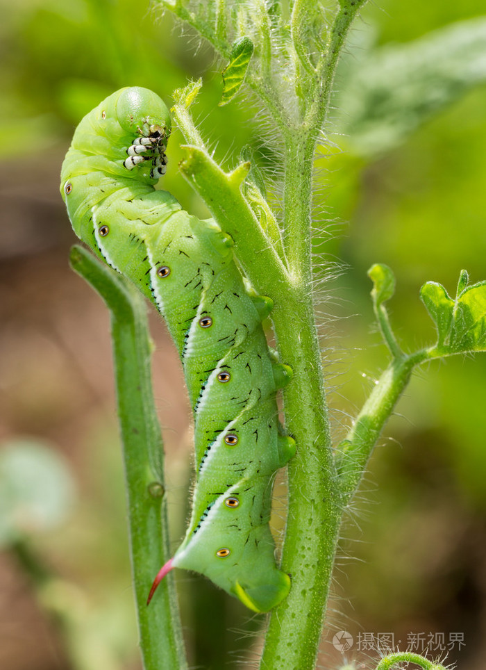 番茄hornworm毛毛虫吃植物