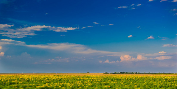 向日葵字段下的向日葵和完美的蓝色 sky.hilly 字段与中的字段和 sky.wheat 字段在多云的天空蓝 sky.land