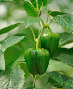 绿色甜椒种植在花园里照片