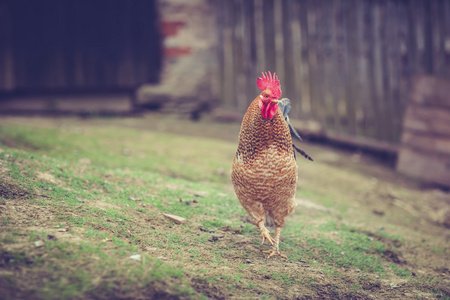 一只母鸡公鸡在一个农场院子里被射杀加勒斯加勒斯卡罗斯
