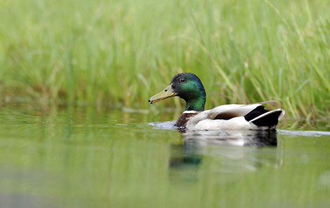 鸭子鸭可爱小鸭在水边缘野生鸭带着小鸡们在河上鸭子坐在它下面的鸭窝