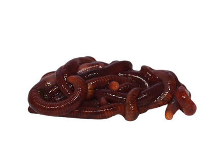 蜗杆宏蚯蚓 (节蠕虫, panfish 蜗轮, 鳟鱼蠕虫, 老虎蠕虫, 红色摇摆器