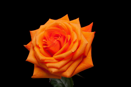 关闭了图像的单个橙色玫瑰