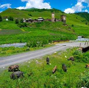 在 davberi 中的乡村风景