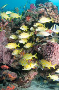 热带鱼礁石上