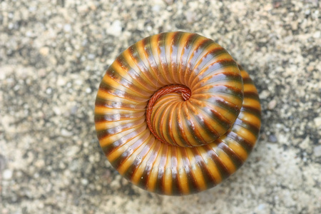 千足虫图片大全