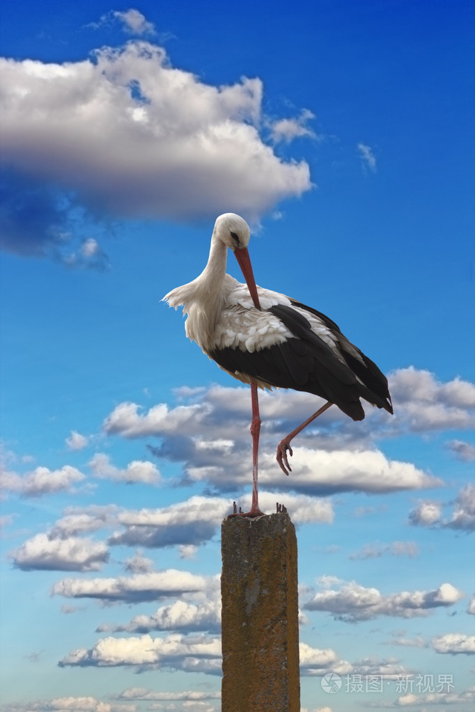 鹳在蓝蓝的天空